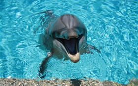 Дельфин в воде, счастливый HD обои