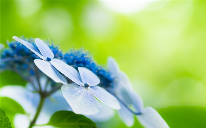 Четыре лепестки, синие цветы, боке обои,s изображение