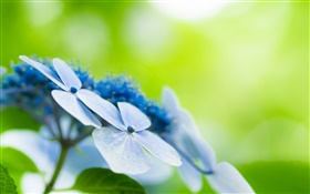Четыре лепестки, синие цветы, боке