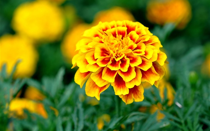 Сад, желтые лепестки цветов обои,s изображение