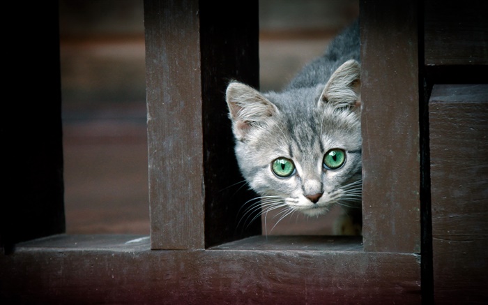 Зеленые глаза кошки, забор обои,s изображение