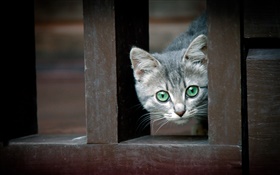 Зеленые глаза кошки, забор