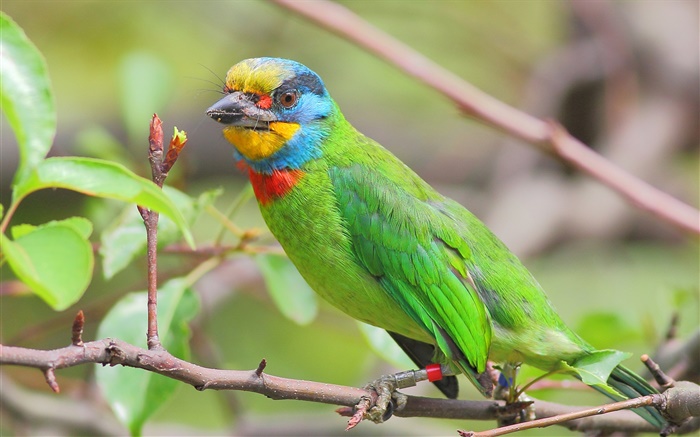 Зеленые перья, попугай, птицы обои,s изображение