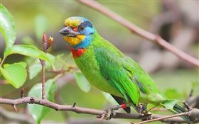 Зеленые перья, попугай, птицы HD обои