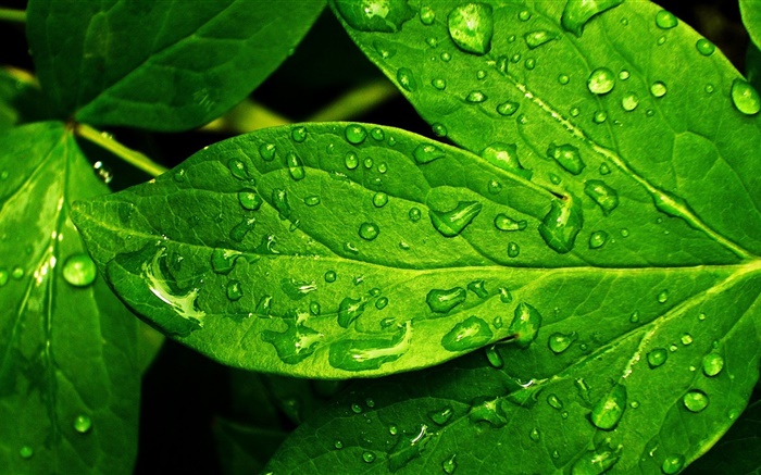 Зеленый лист крупным планом, капли, роса обои,s изображение