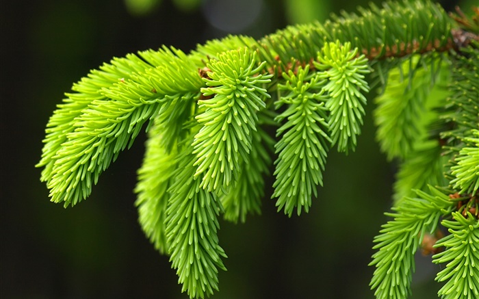 Зеленые листья сосны, веточки, ель обои,s изображение