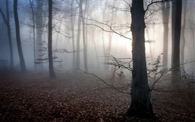 Венгрия, лес, туман, сумерки, осень