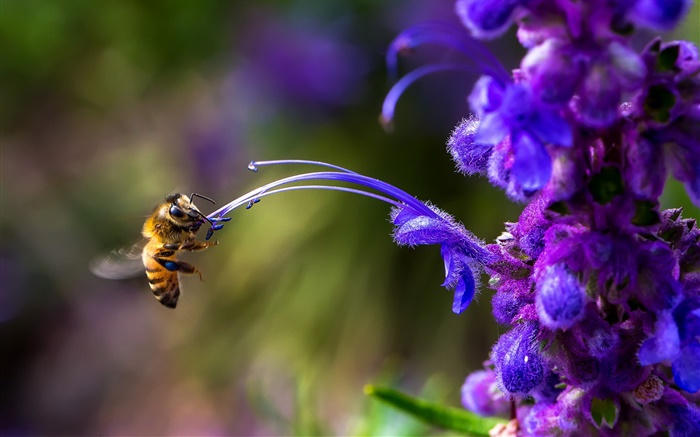 Насекомое, пчелы, синий цветок обои,s изображение