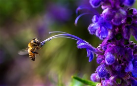 Насекомое, пчелы, синий цветок HD обои
