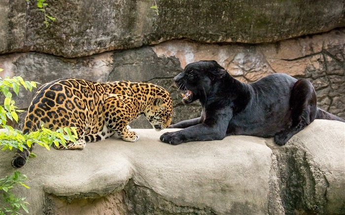 ягуар, черный, дикие кошки, хищники обои,s изображение