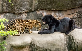 ягуар, черный, дикие кошки, хищники HD обои