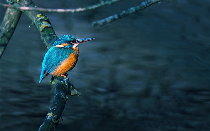 Зимородок, птица, ветка дерева, вода обои,s изображение