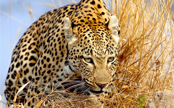леопарда скрыты в траве, глаза обои,s изображение