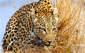 леопарда скрыты в траве, глаза