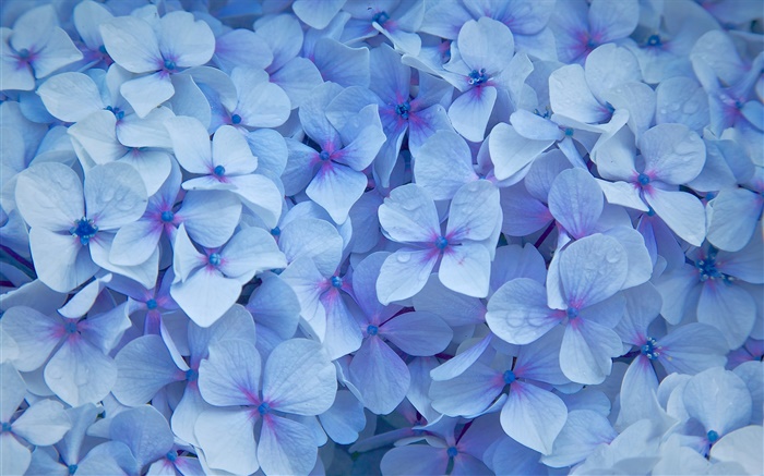 Многие цветы гортензии, голубые лепестки, роса обои,s изображение