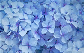 Многие цветы гортензии, голубые лепестки, роса