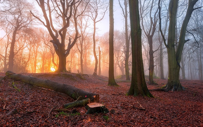 Утро, лес, деревья, туман, восход солнца обои,s изображение