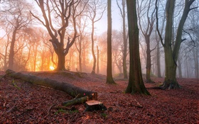 Утро, лес, деревья, туман, восход солнца