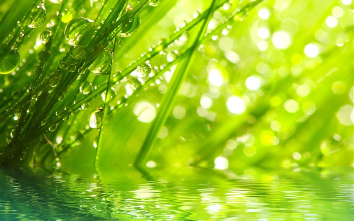 Природа, трава, роса, капли воды обои,s изображение
