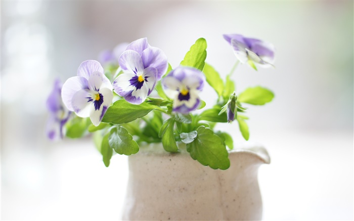 Виола цветы, солнечный, букет обои,s изображение