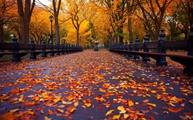 Парк, осень, скамейка, деревья, листья, путь