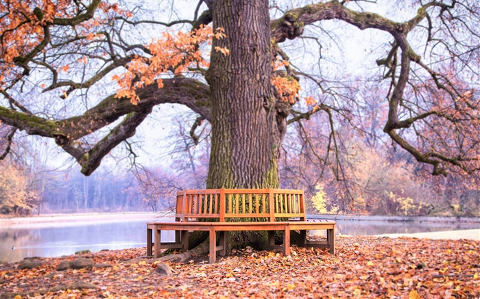 Парк, большое дерево, скамейка, осень обои,s изображение