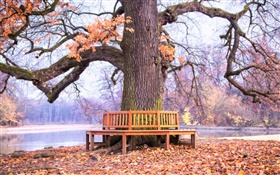 Парк, большое дерево, скамейка, осень HD обои