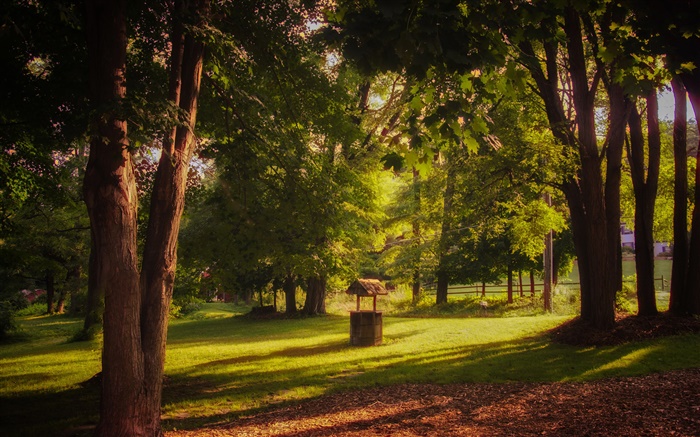 Парк, трава, деревья, солнечные лучи, лето обои,s изображение