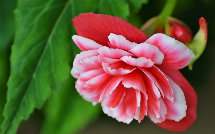 Розовый бегонии цветок, лепестки, макро фотография обои,s изображение