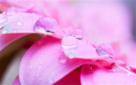 Розовый цветок макросъемки, лепестки, роса HD обои