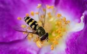 Розовый цветок, лепестки, насекомое, пчела HD обои