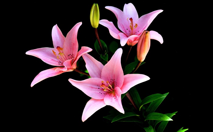 Розовые лилии цветы, лепестки, стебель, черный фон обои,s изображение