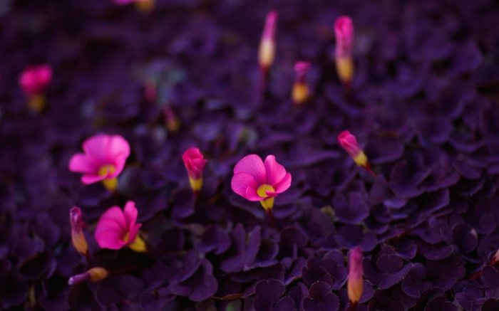 Розовые цветы, маленькие фиолетовые листья обои,s изображение