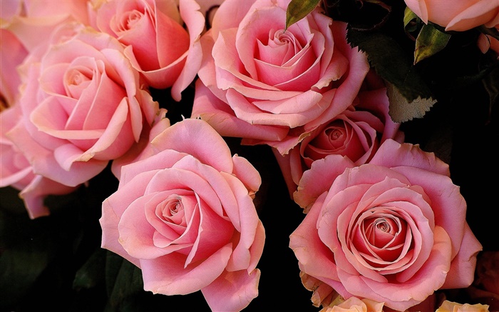 Розовые розы цветы, лепестки обои,s изображение