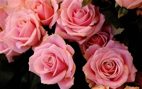 Розовые розы цветы, лепестки HD обои