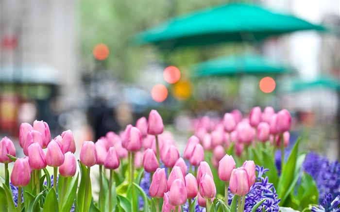 Розовый тюльпан цветы, синий гиацинт, весна, боке обои,s изображение