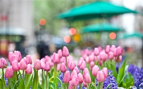 Розовый тюльпан цветы, синий гиацинт, весна, боке HD обои