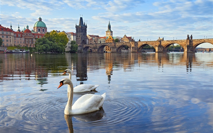 Прага, Чехия, Карлов мост, дом, река Влтава, лебеди обои,s изображение