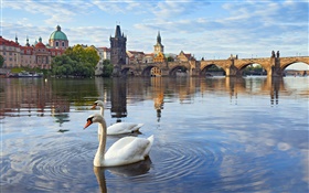 Прага, Чехия, Карлов мост, дом, река Влтава, лебеди