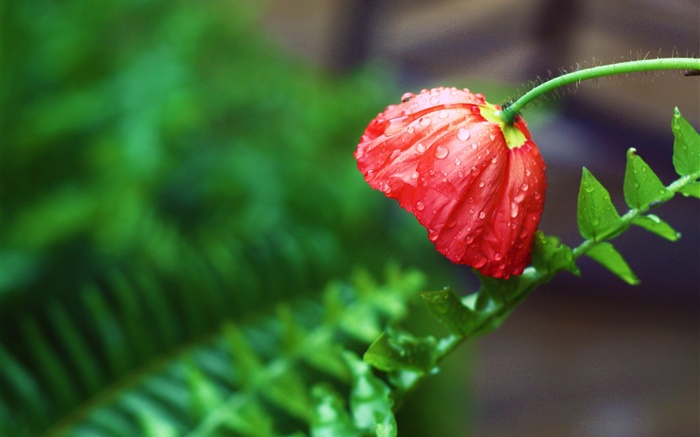 Красный цветок, после дождя, капли воды, зеленые листья обои,s изображение