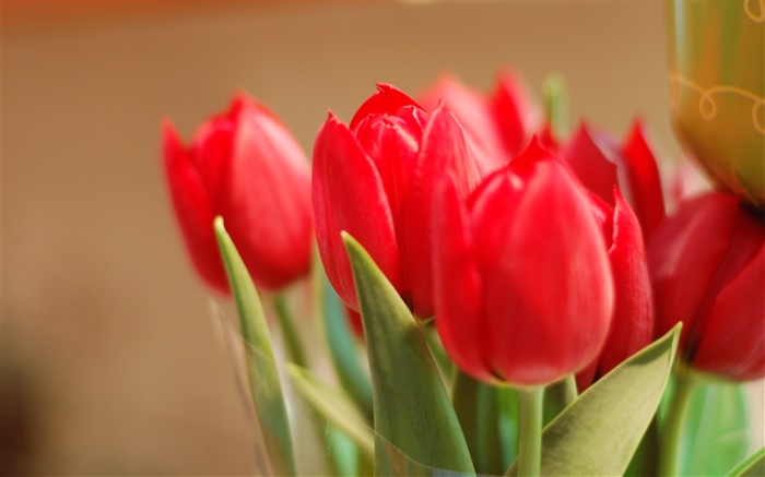Красный тюльпан цветы, листья, боке обои,s изображение