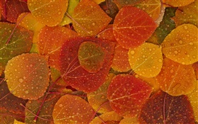 Красные желтые листья, осень, капли воды