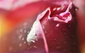Роза макрофотографии, лепестки, розовый, капли воды HD обои