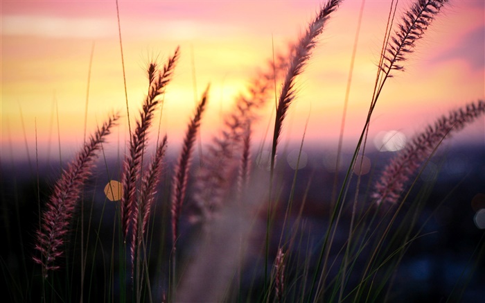 Закат, красное небо, трава, блики, контур обои,s изображение