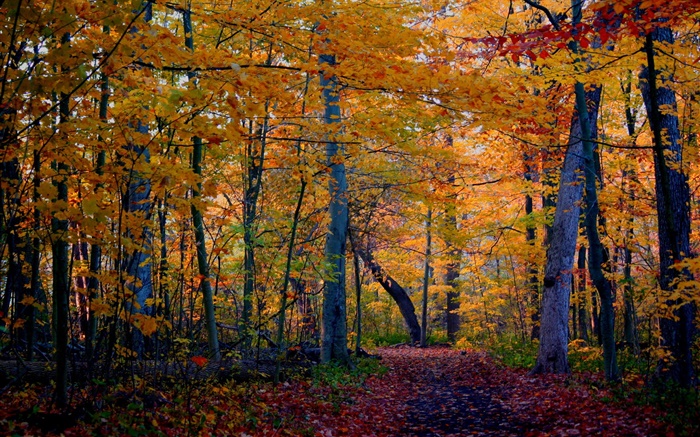 тропа, лес, деревья, осень, желтые листья обои,s изображение
