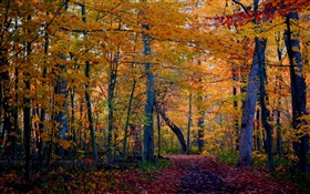 тропа, лес, деревья, осень, желтые листья HD обои