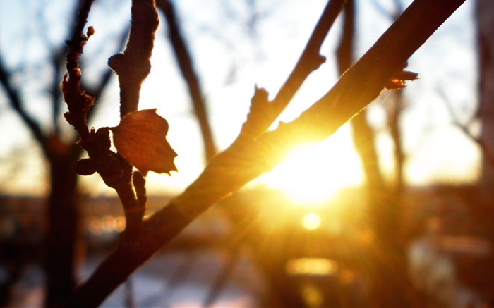 Дерево, ветви, листья, закат, солнечные лучи, блики, осень обои,s изображение