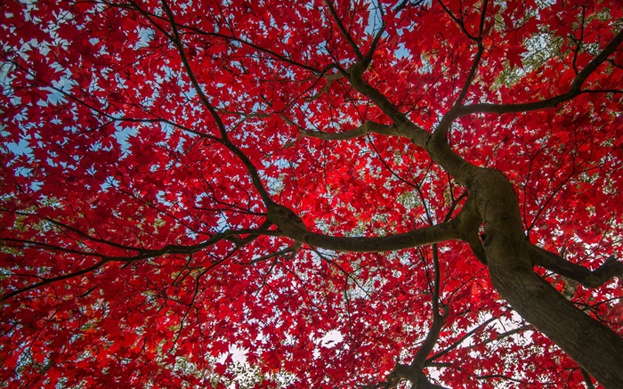 Дерево, красные листья, осень, небо обои,s изображение