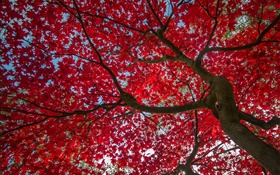 Дерево, красные листья, осень, небо