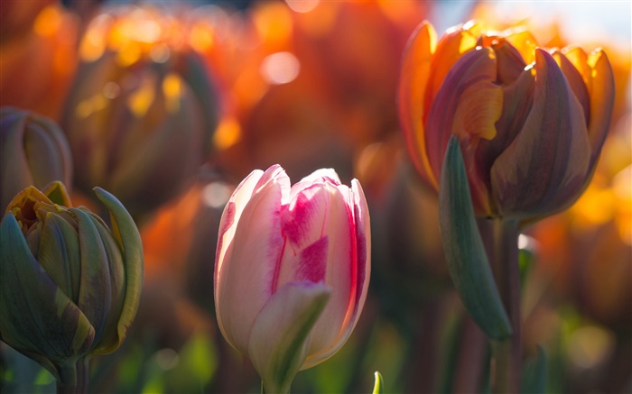 Тюльпаны цветы, бутоны, боке, солнечный свет обои,s изображение